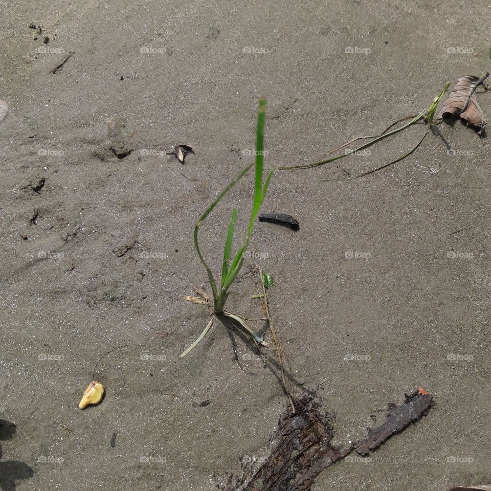 Sendy on littile hurbs.