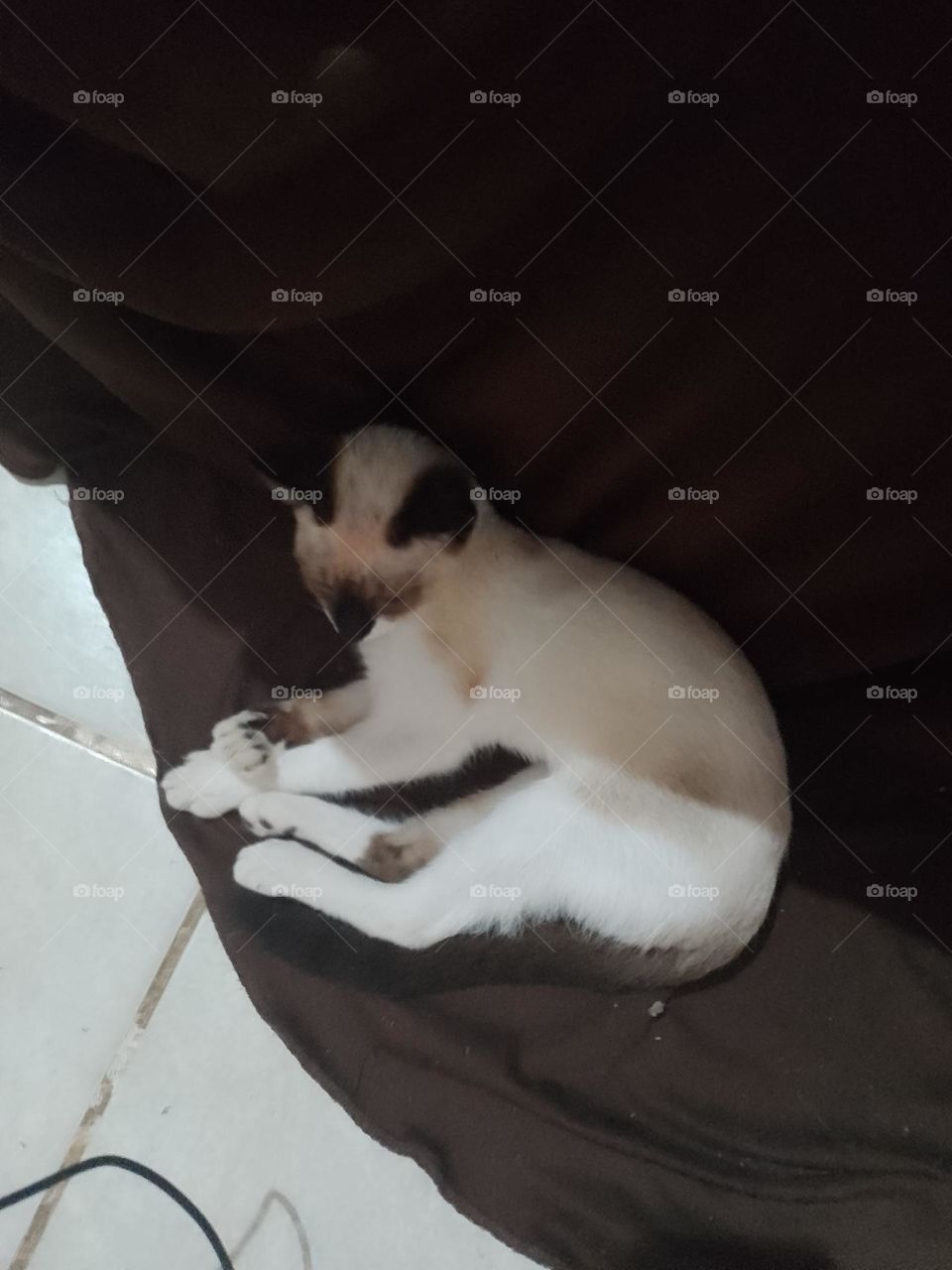 gatinho