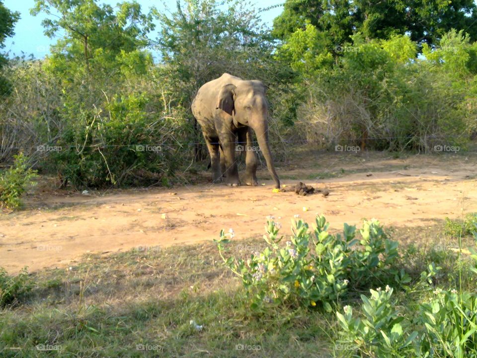 Wild Elephant near the main road looking for food... Udawalava national park Sri Lanka.