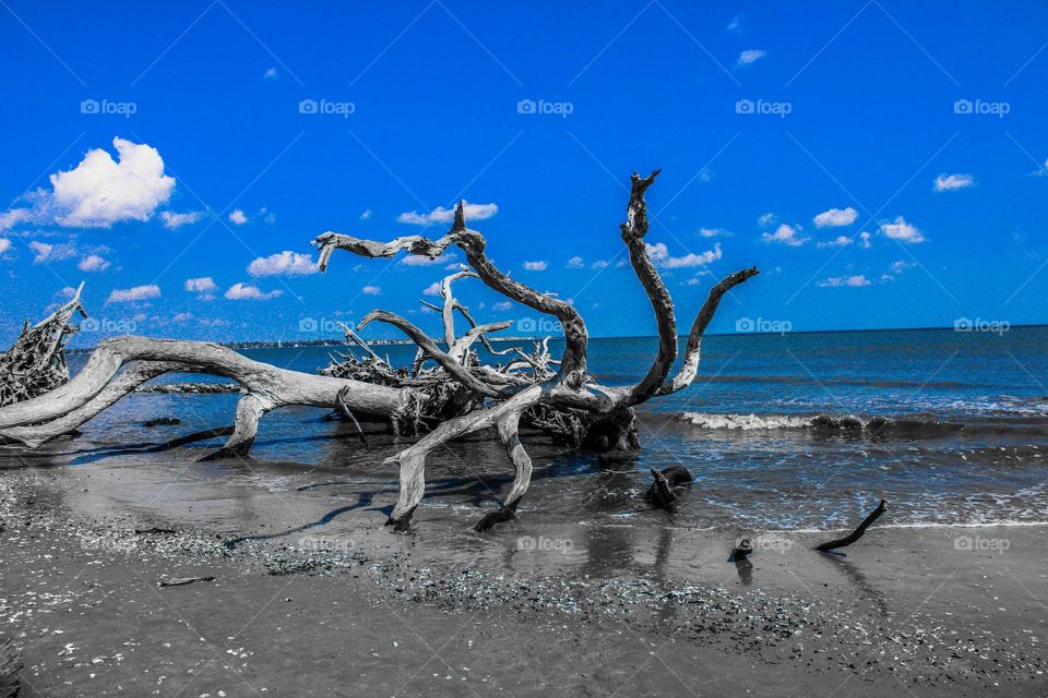 Driftwood 