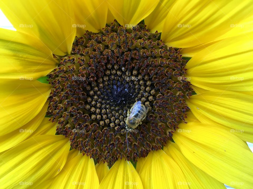 Bee on a Sunflower