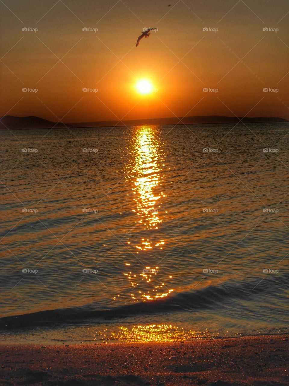 Reflection of sunlight and bird flying over sea