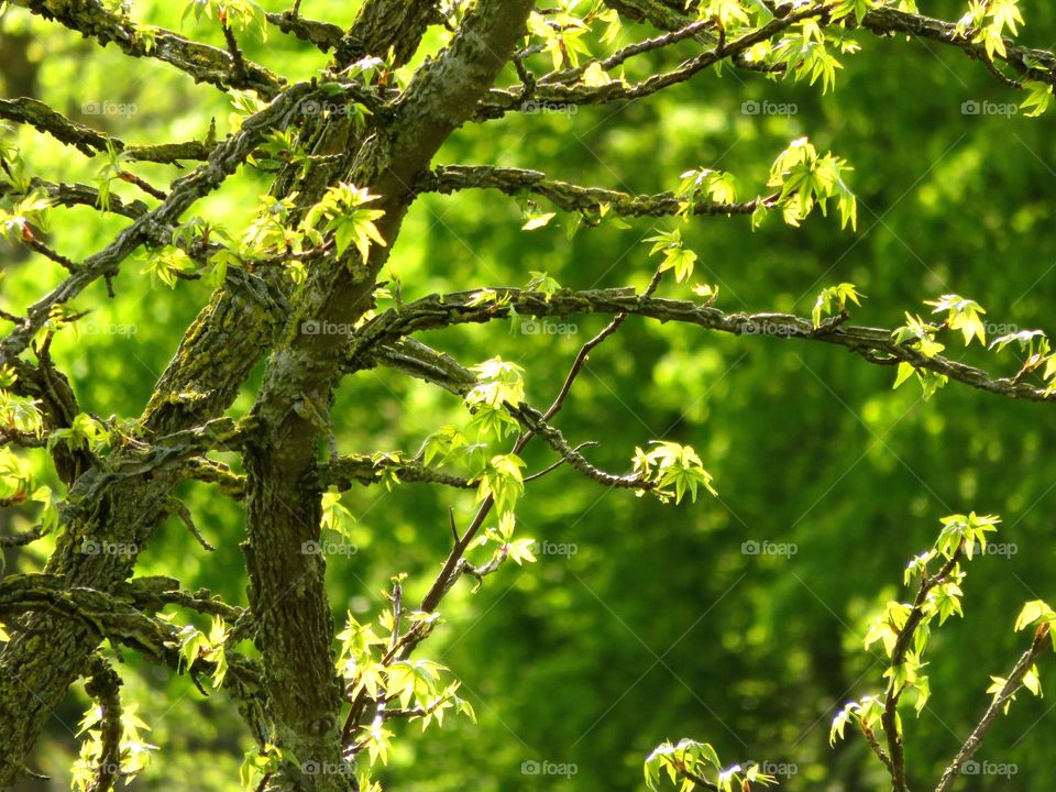 Spring leaves