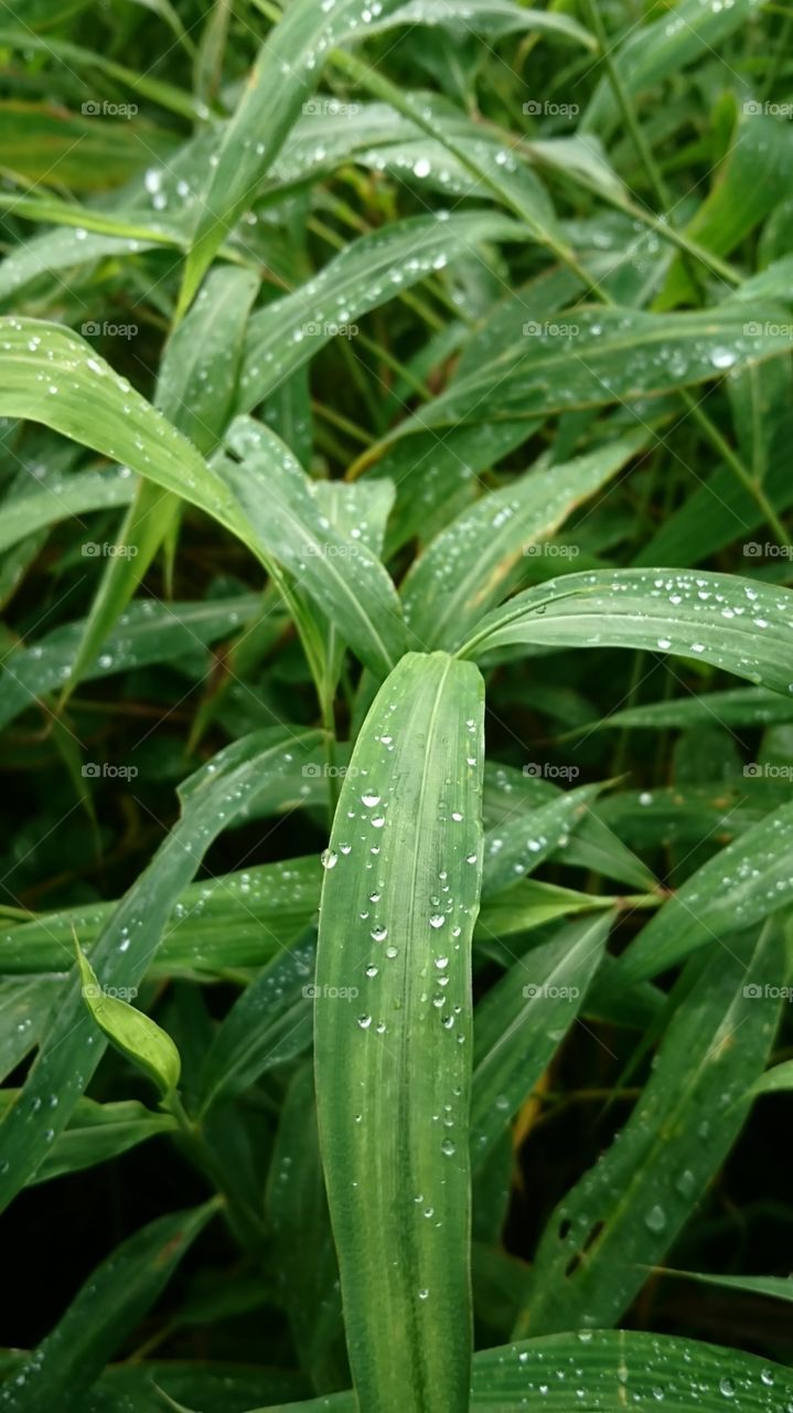 leaves with dewdrops