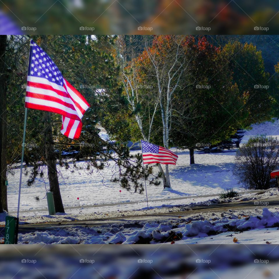 our flags lining the neighborhood streets in honor of veteran's day