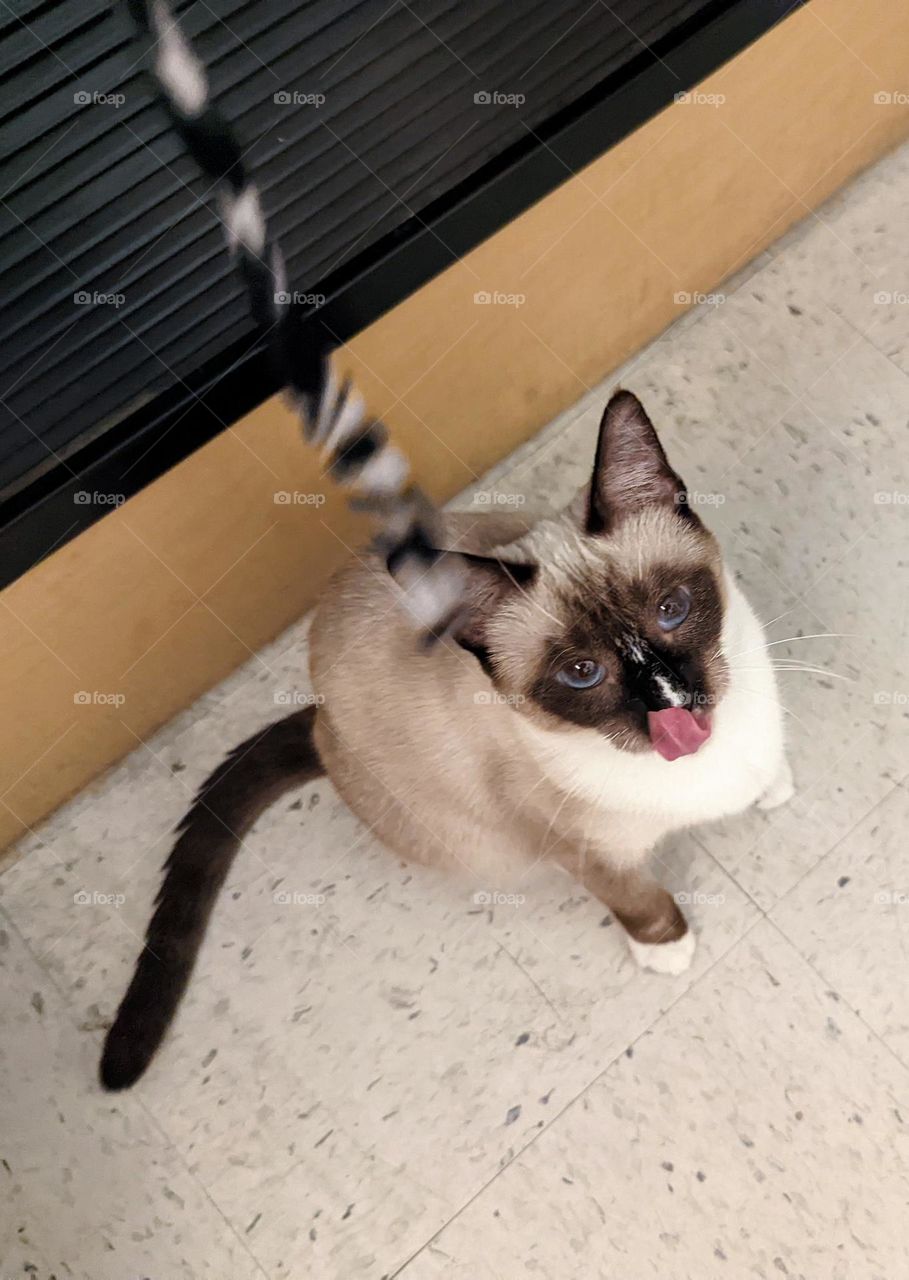 Every day is Caturday