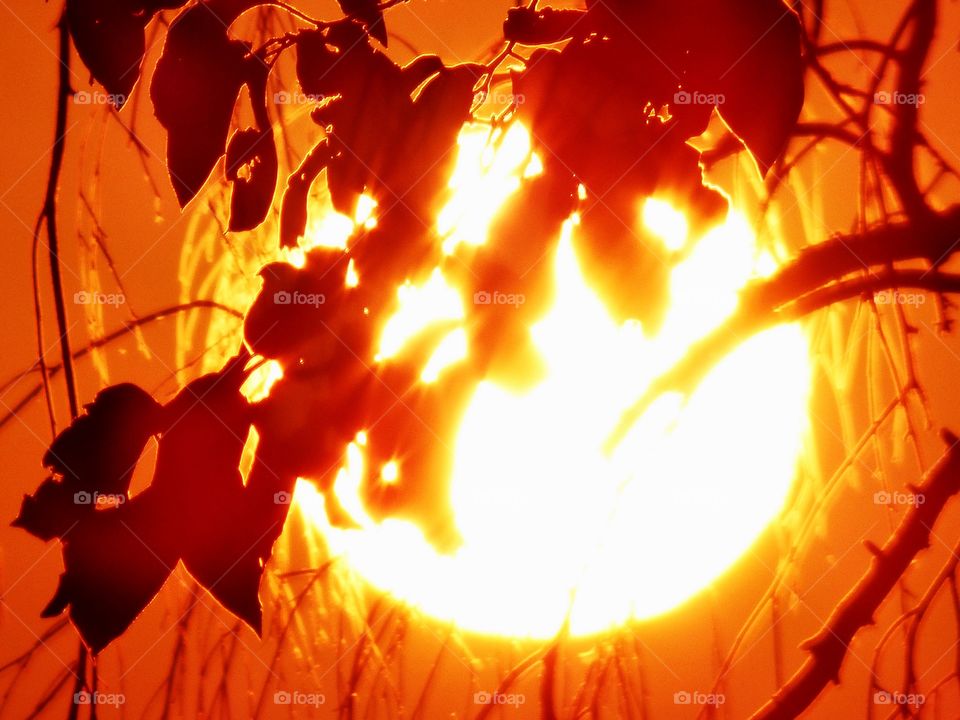 Beautiful sun behind the tree