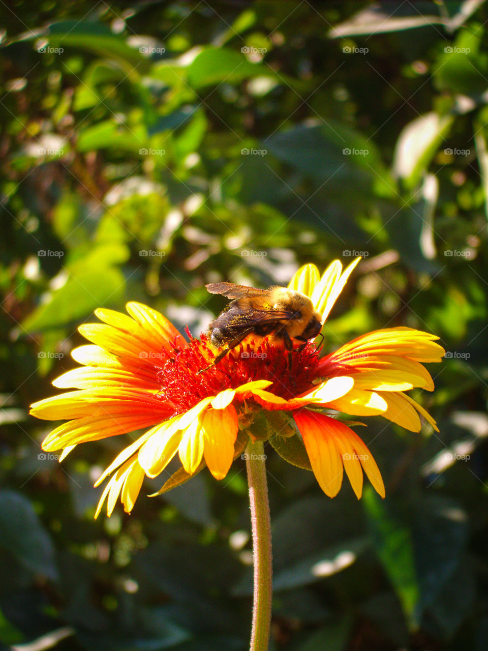 Bee on a Flower