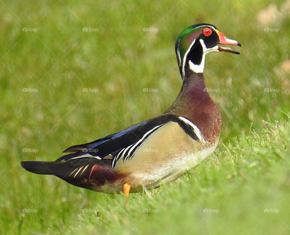 Wood Duck