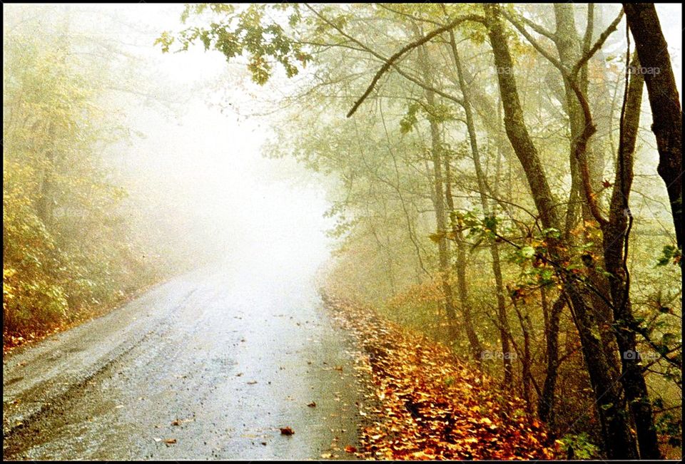 Misty Road