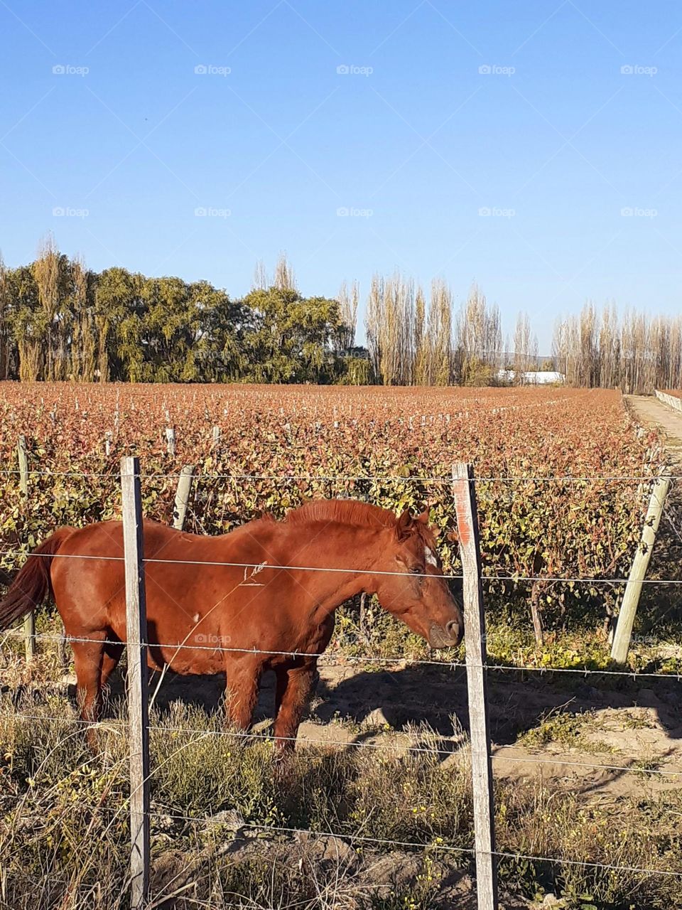 caballo y viñedos, zona rural