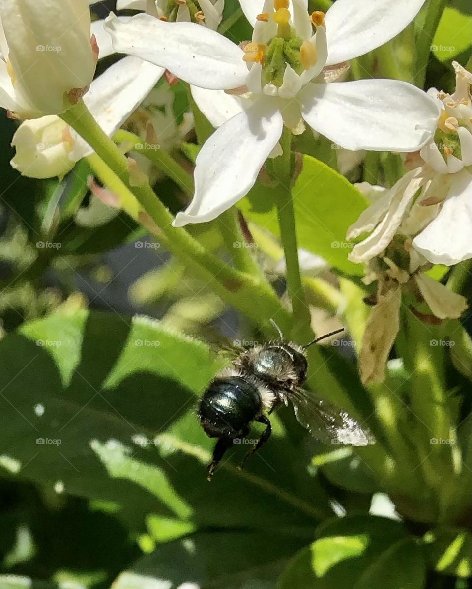 Bumble Bee 