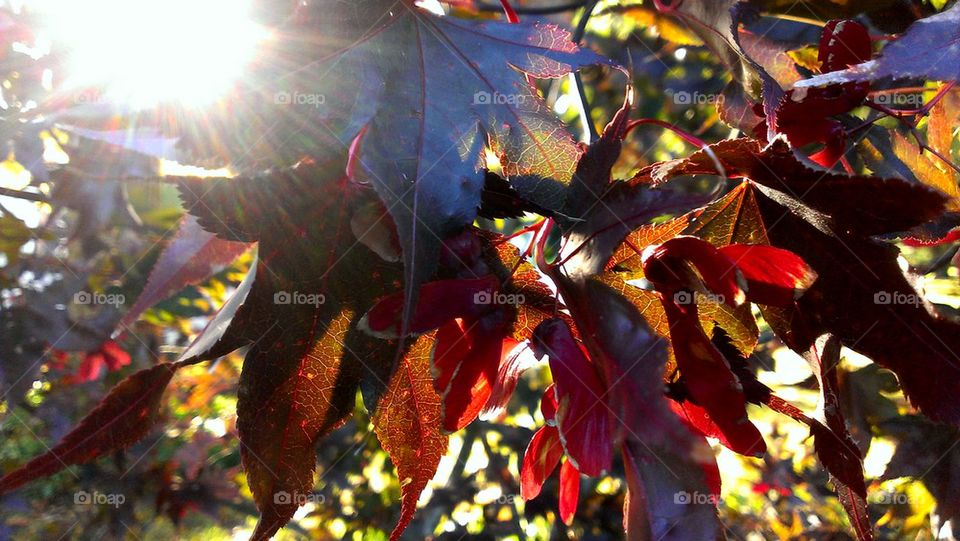 fall maple