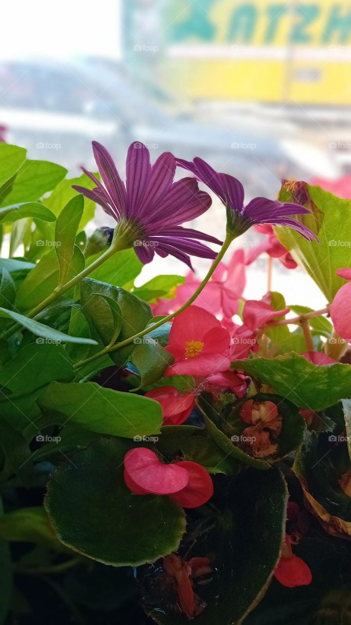 flowers in a cafe