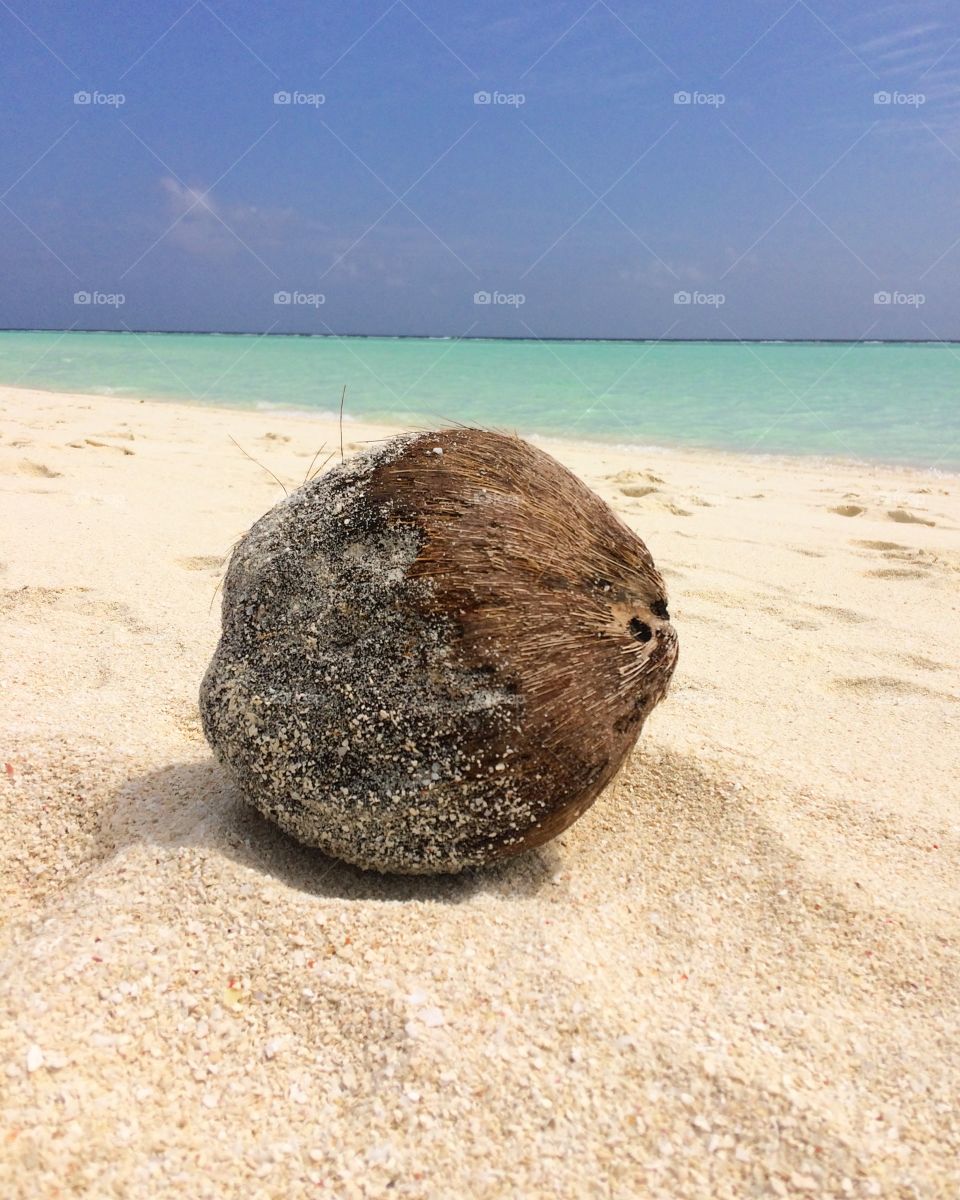 Coconut in the White sand #coconut #sand #beach #white 