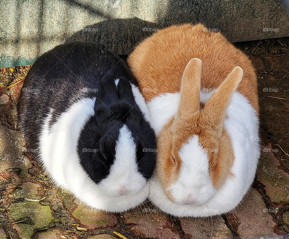 Rabbits huddle together for warmth. Pet rabbits don't like to be alone.