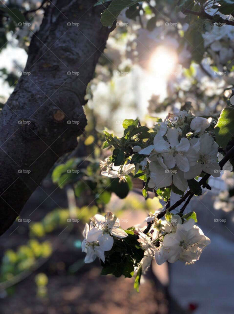 Sunlight and Blossoming tree. Beautiful spring 