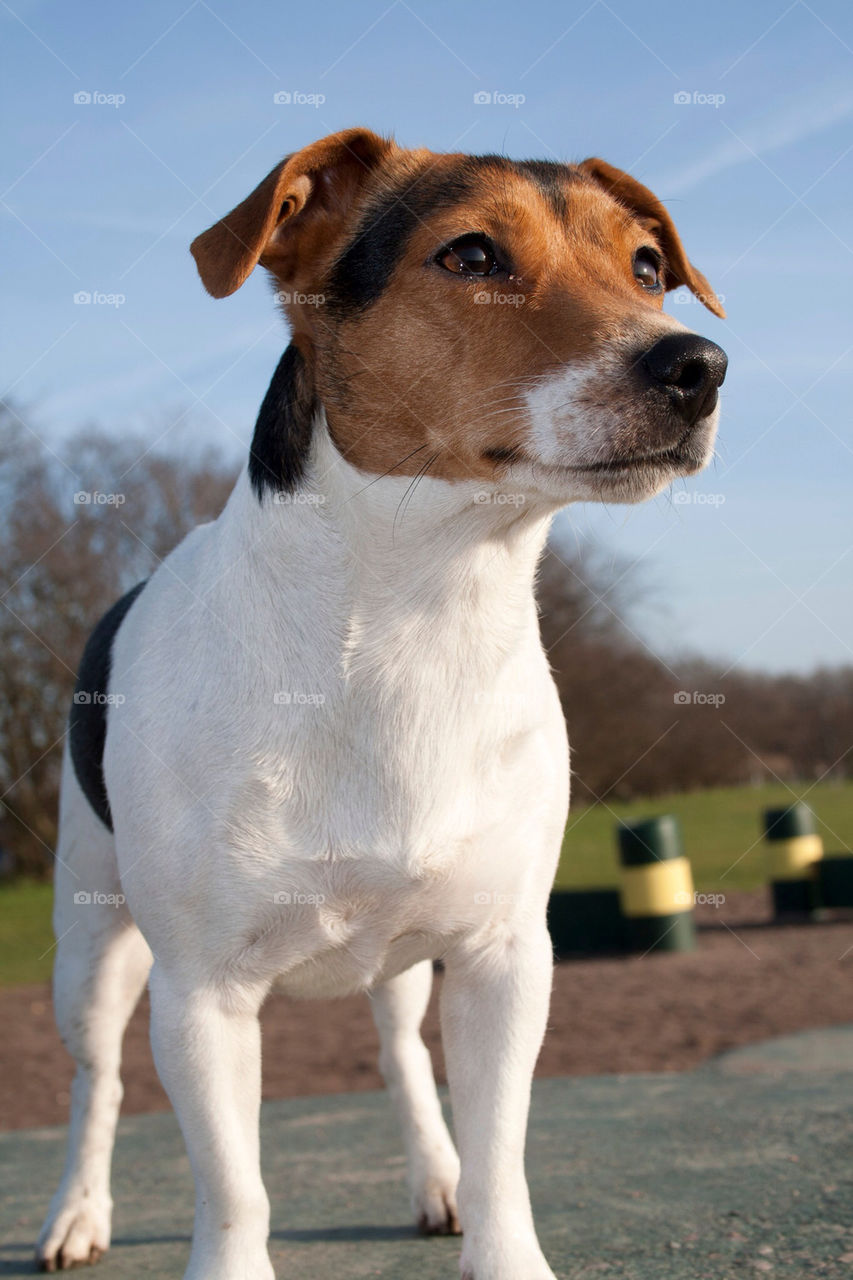 dog pet watching terrier by chrille_b