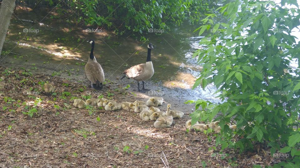 A Family of Canada Geese by the River