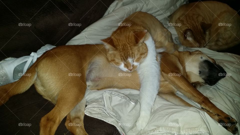 Cat Resting on Dog
