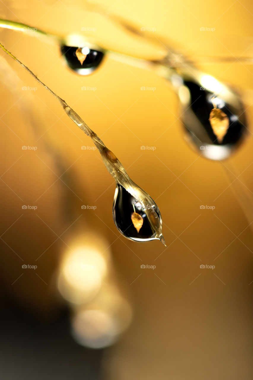 A macro portrait of a blade of grass with some water droplets on it. In the droplets there is a reflection of a fall colored leaf which was placed in the background.