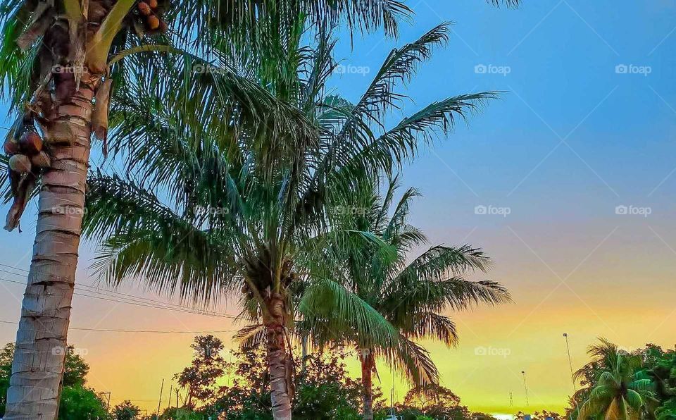 Sunset blue orange yellow illuminating green palm trees