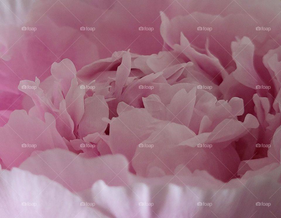 peony macro