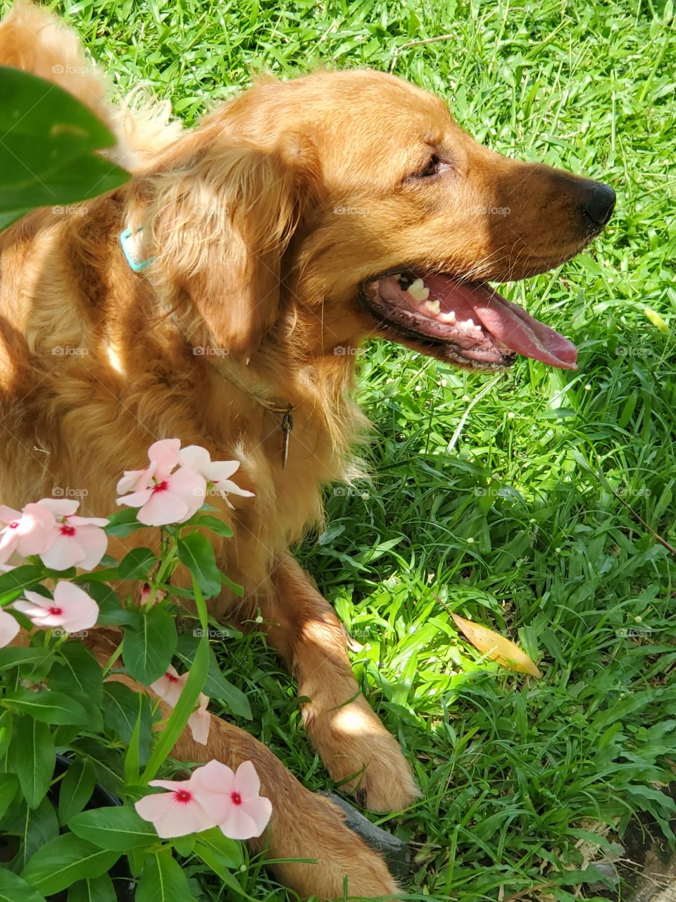 beautiful golden retriever