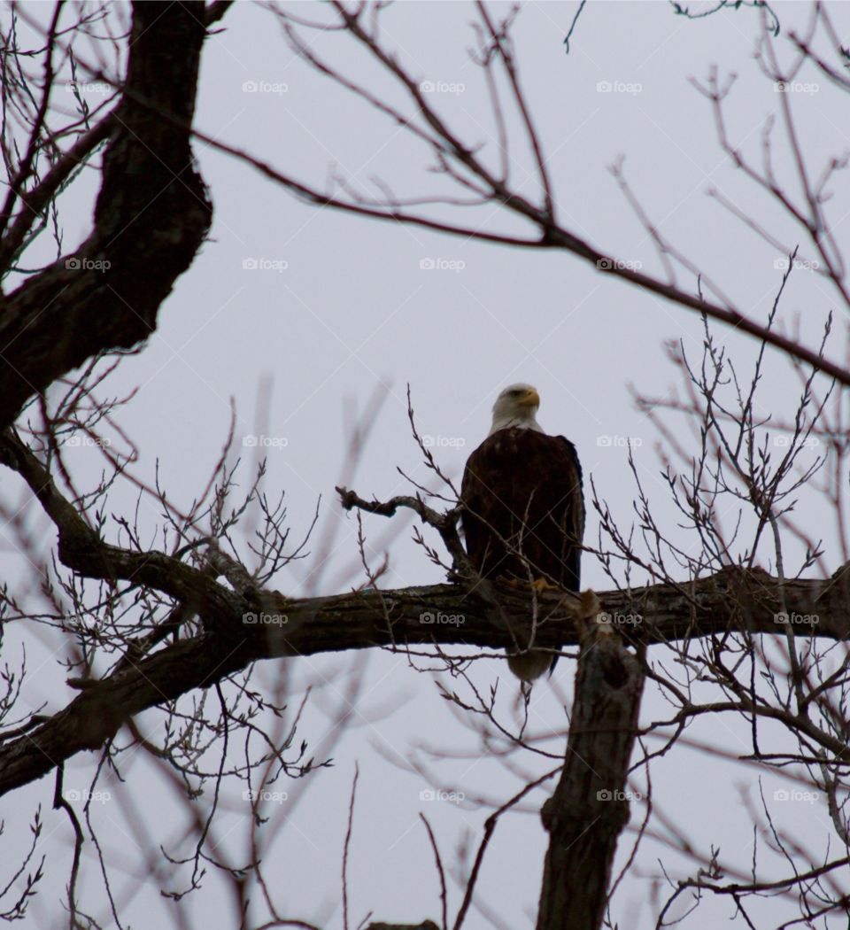 Bald eagle on tree branch near nest