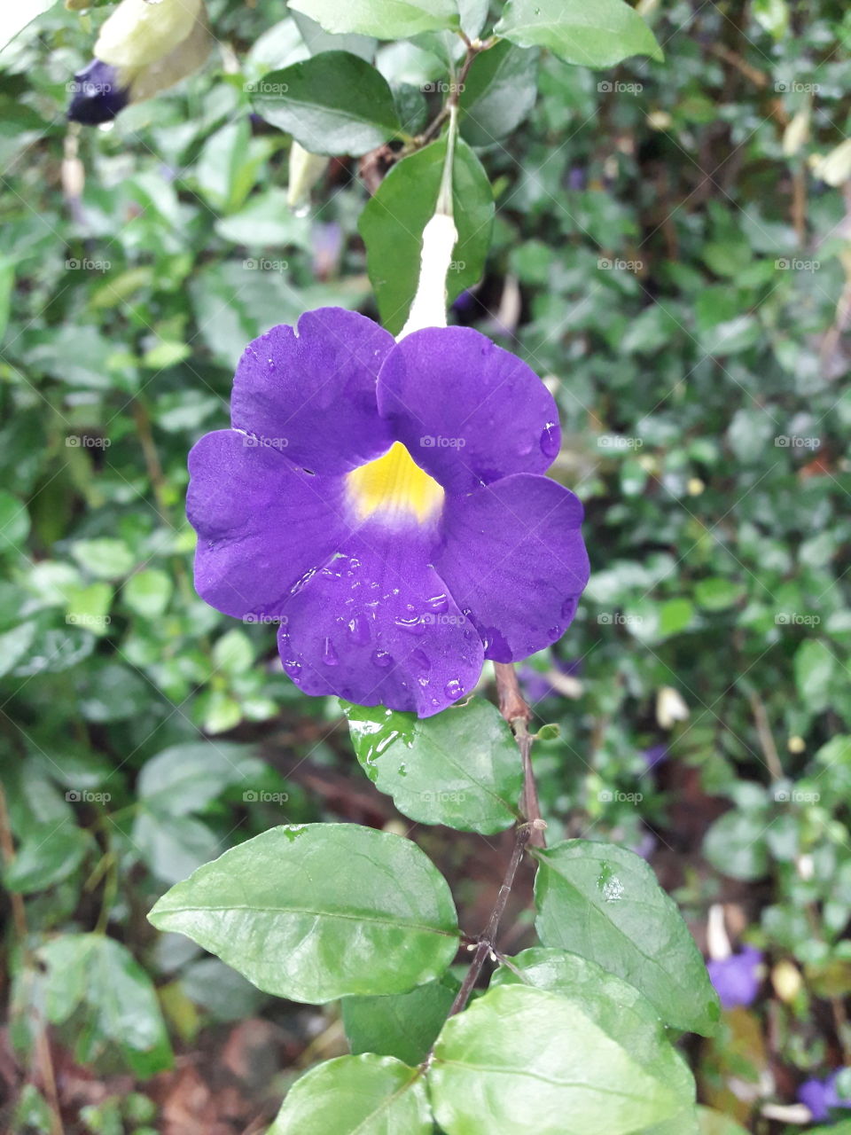 Nilkantha flower, blue blooming flower  falling drops of water on its with green leafs.