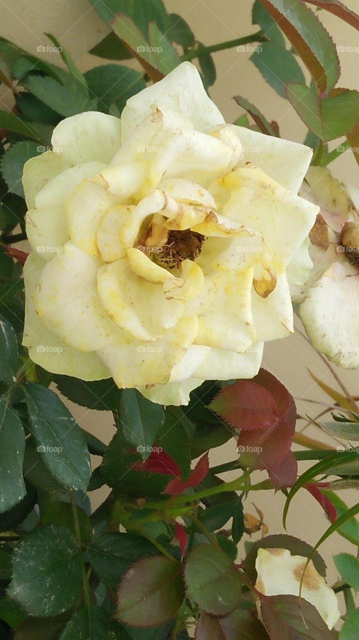 Yellow rose full bloom