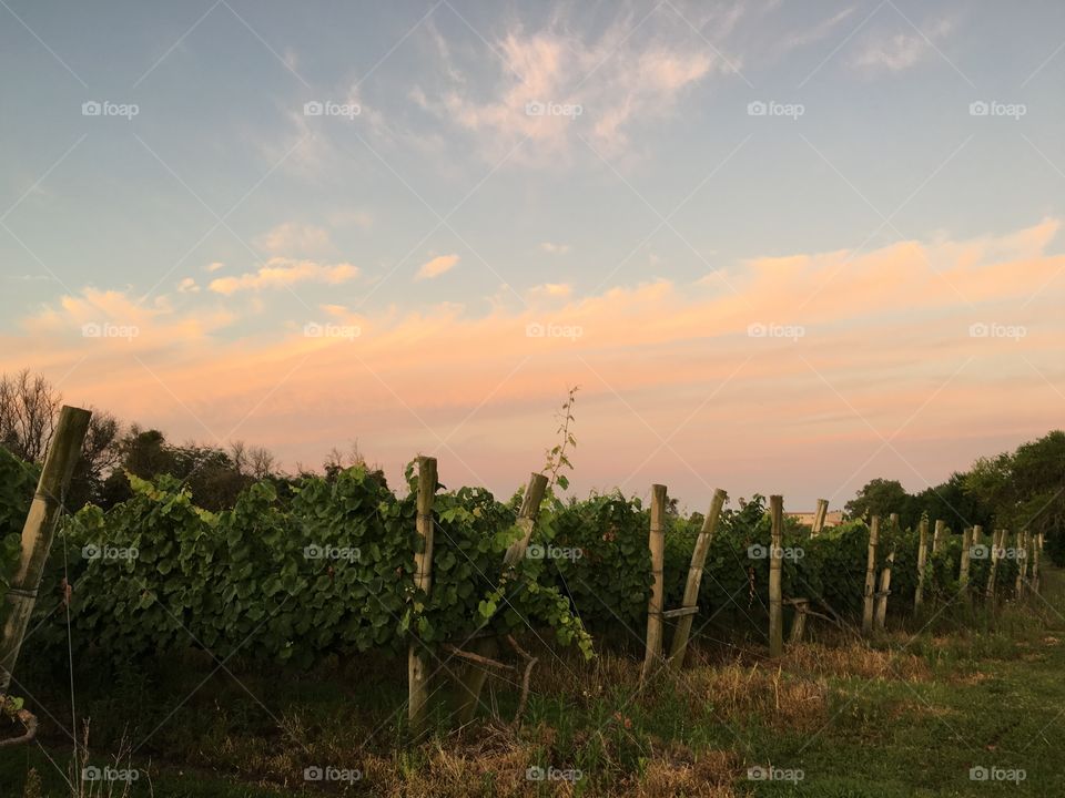 Vineyard at sunset 