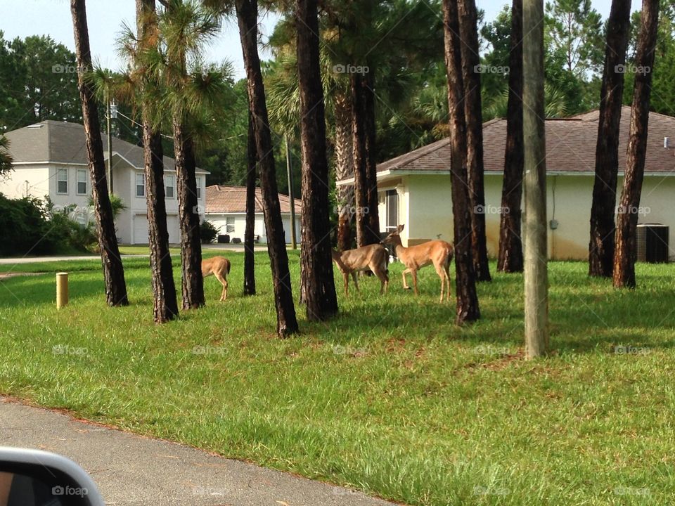 Deer in the suburban neighborhood 