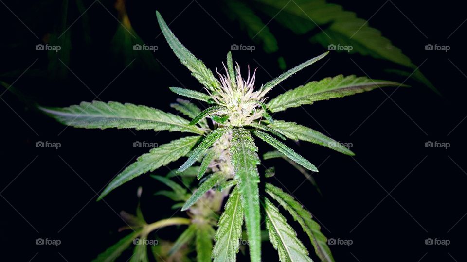 Denver Cannabis