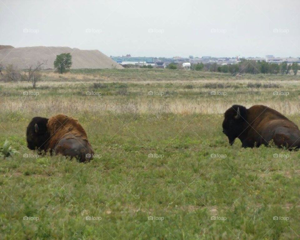 tatanka