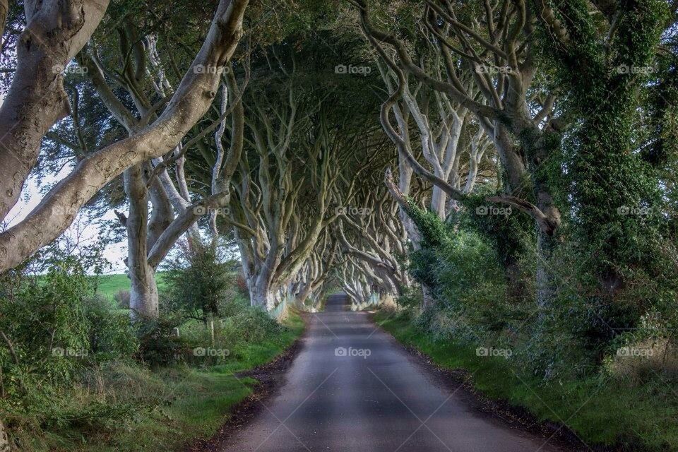 Road surrounded with beach trees- the dark hedges in Northern Ireland