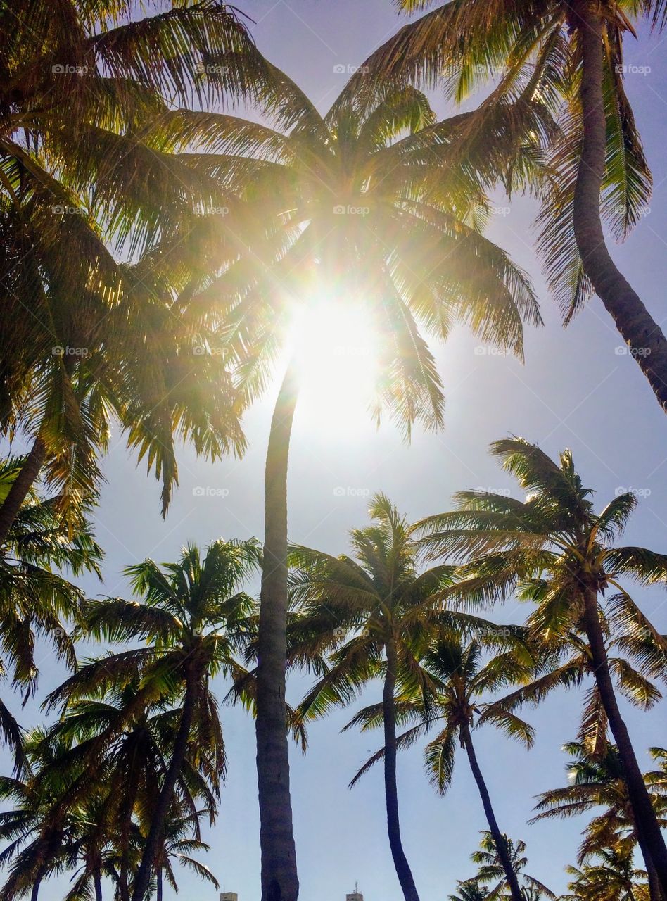 Coconut trees in Fortaleza, Ceará-Brazil