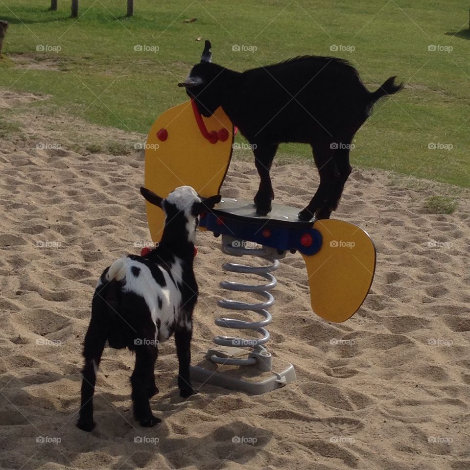 Goat Killinger playground . Goat Killinger playground 