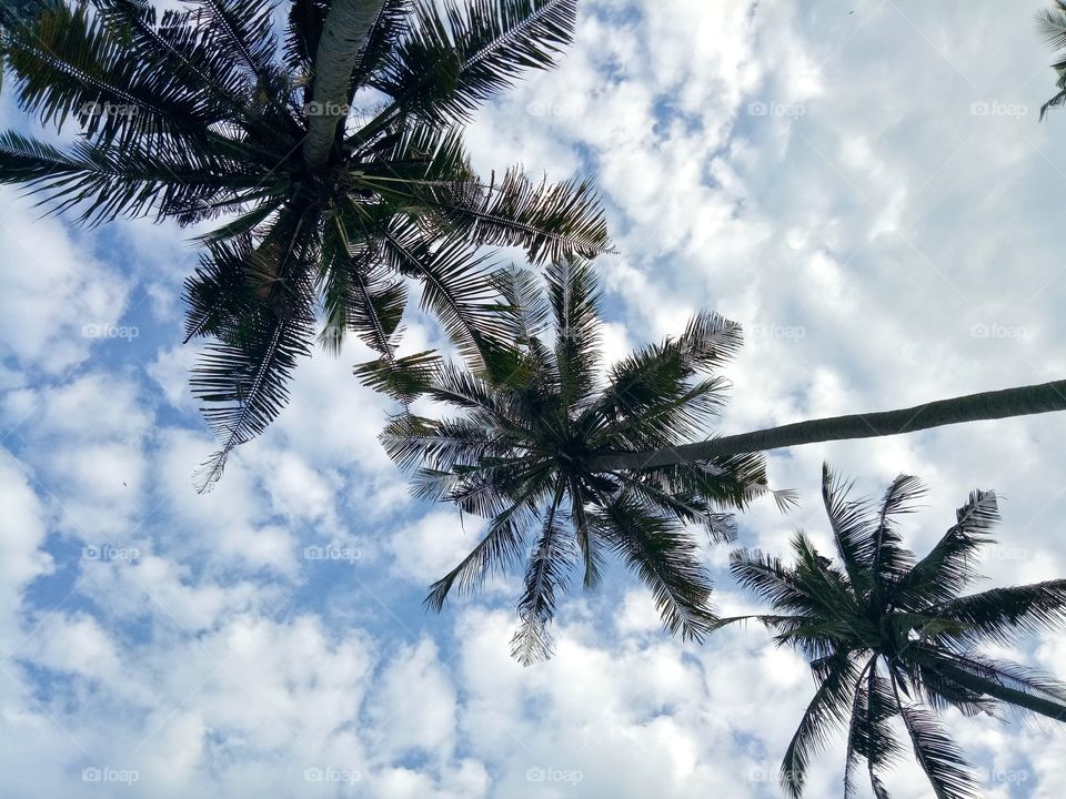 coconut tree view