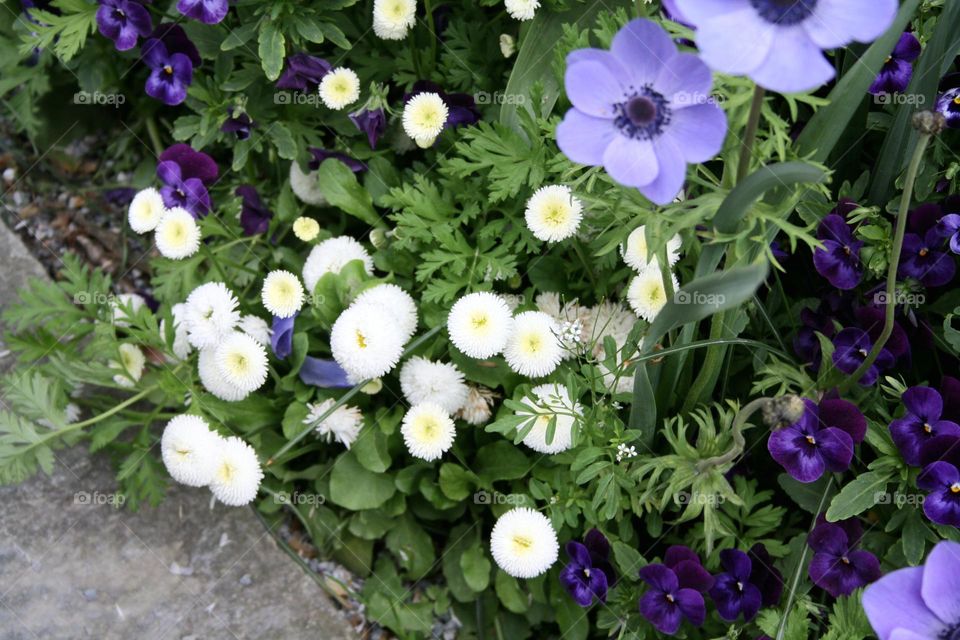 beautiful floral splendor