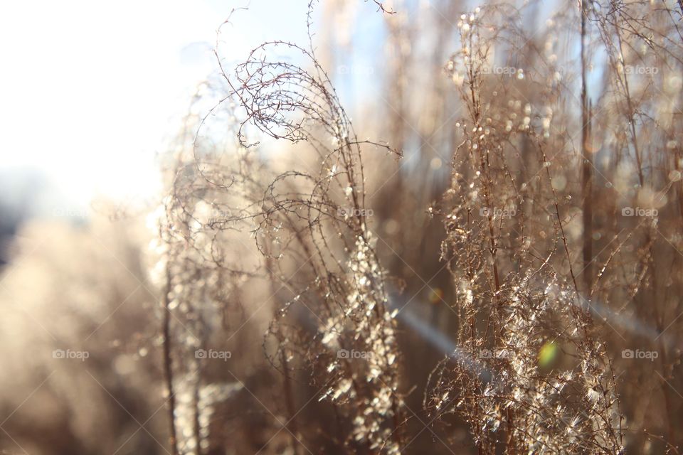 Sunlight shines upon stick grass 