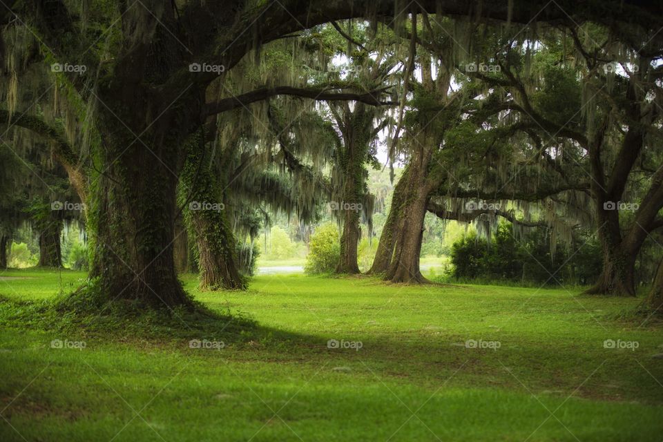 Magical Forest in Florida