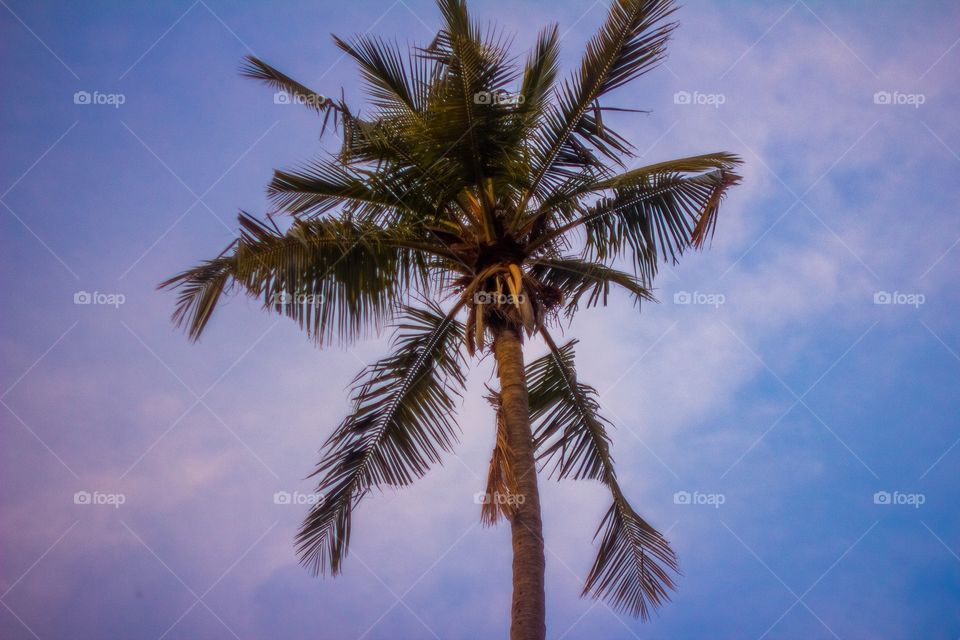 coconut 🌴 tree