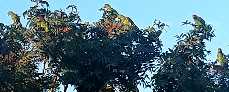 wild rare parrots....escaped from animal smuggling taking refuge in san diego