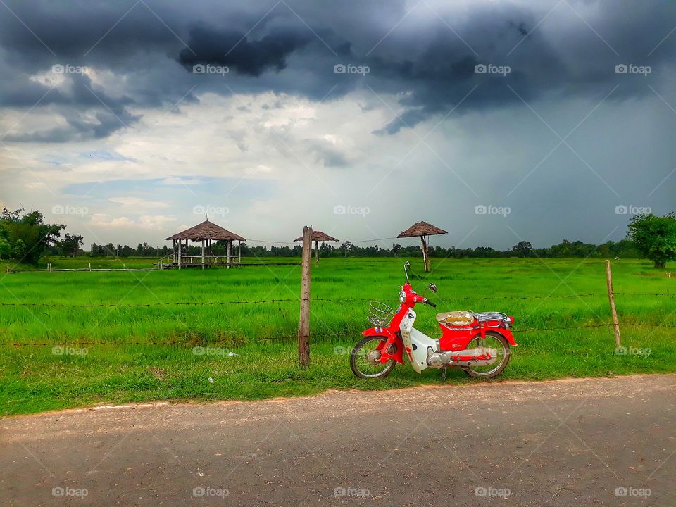 red moped along the rice field.