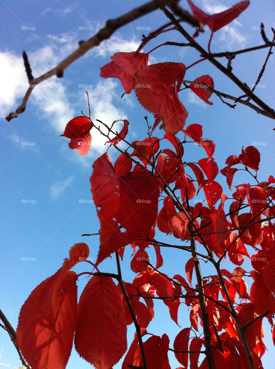 Red Color Story
by Getty Images Mission