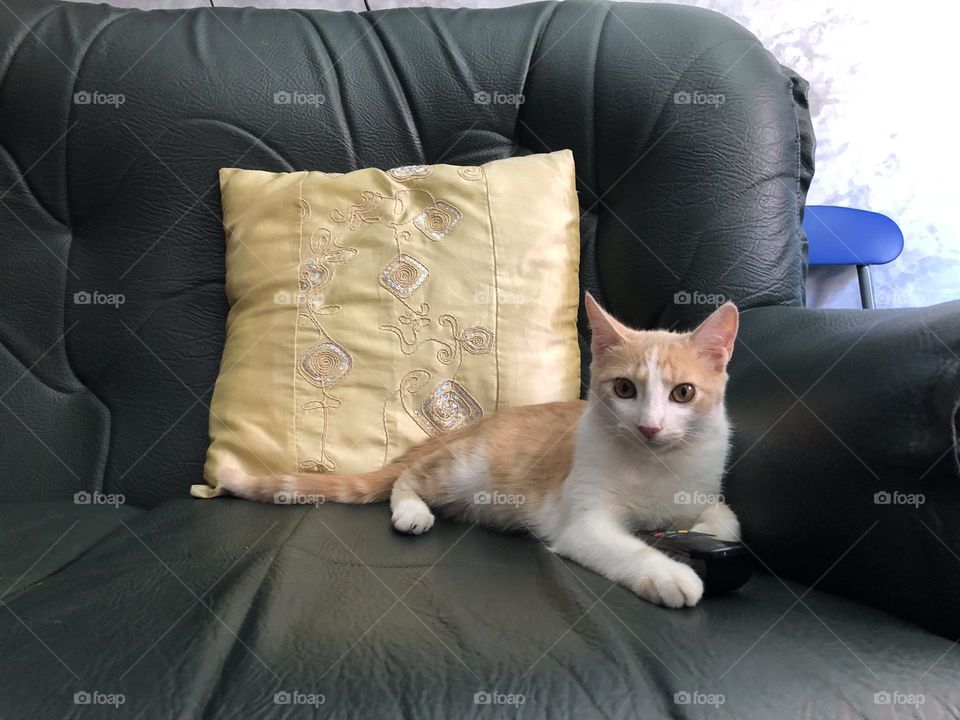 Beautiful cat looking at camera.