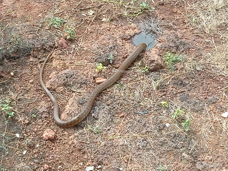 Snake eating Fogs in the dump