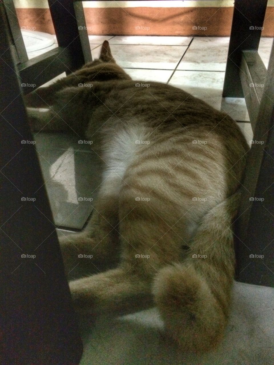 Big tail cat