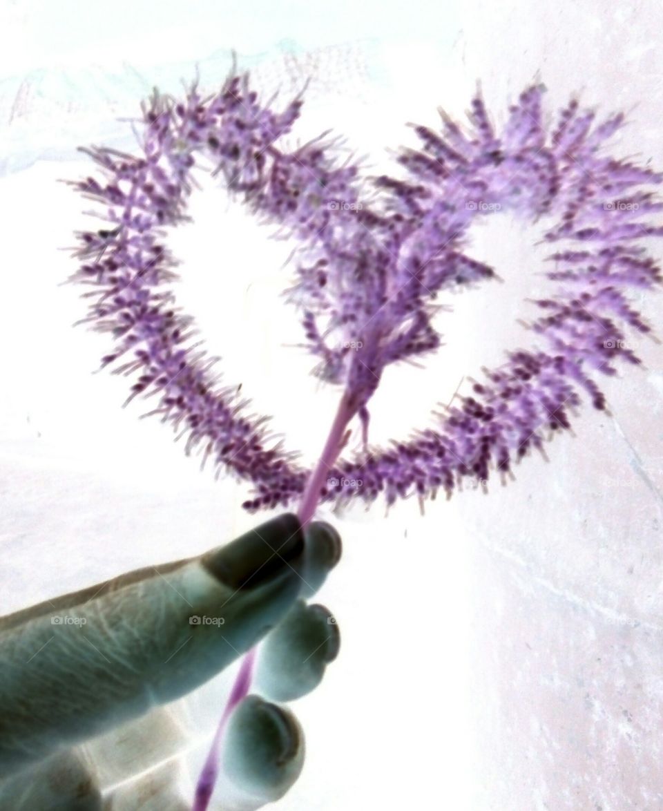 This photo of my heart / delicate heart like a photo of my heart / My heart for you / I have given you photos of my heart / Photo of my precious heart / This heart I have given to you / Photos of the most precious heart in the world / To be alive  It